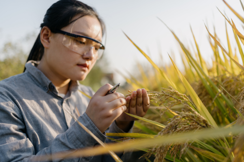 Un estudiante examina una planta al aire libre como parte de un proyecto de investigación.